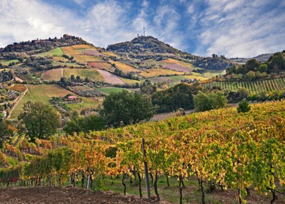 Collines avec vignobles et ciel bleu, paysage d'automne.